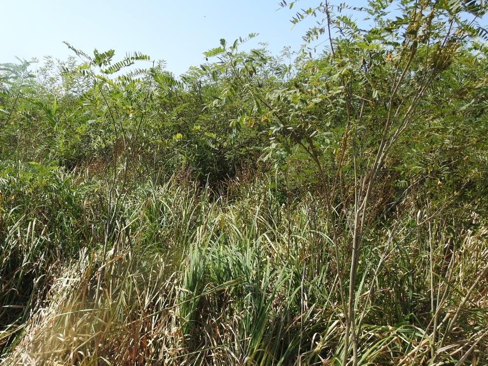 U tijeku borba s agresivnom invazivnom vrstom:  Čak 70 posto travnjaka u Lonjskom polju napala invazivna čivitnjača