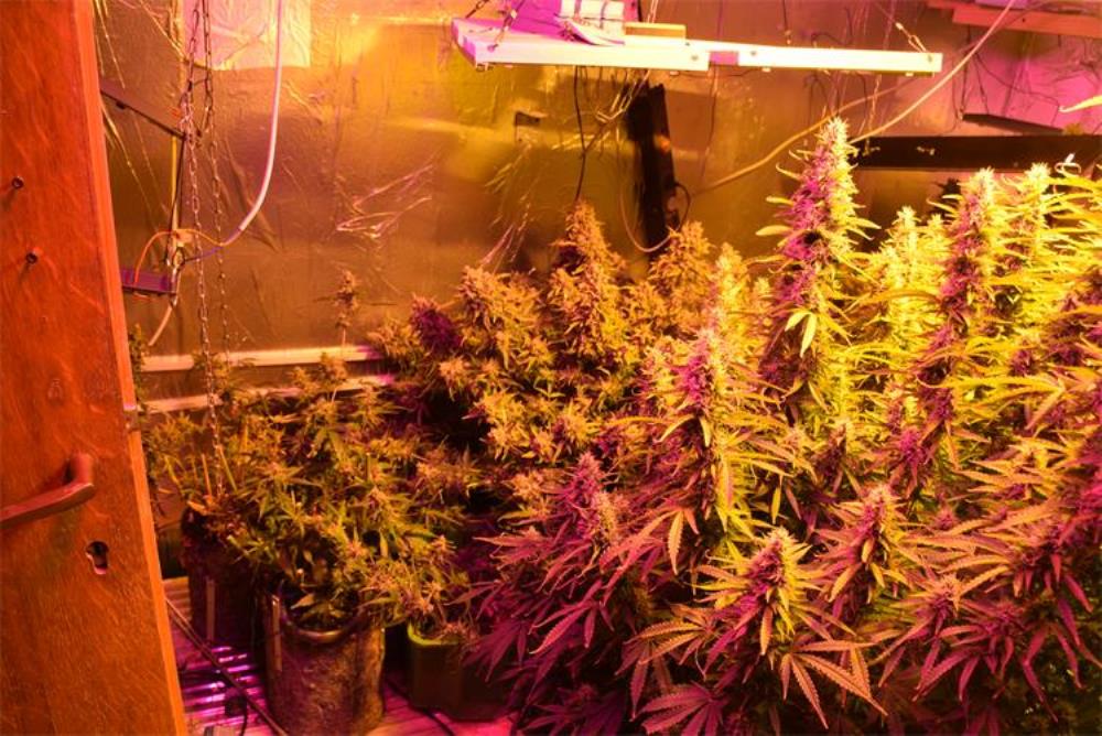 Na području Sesveta otkriven laboratorij za uzgoj marihuane, vlasnik uhićen