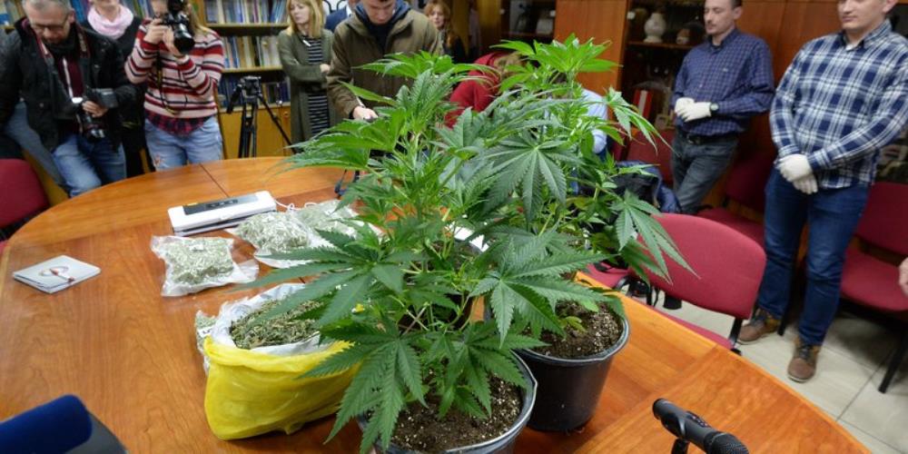 U Novom Zagrebu policija otkrila laboratorij za uzgoj marihuane
