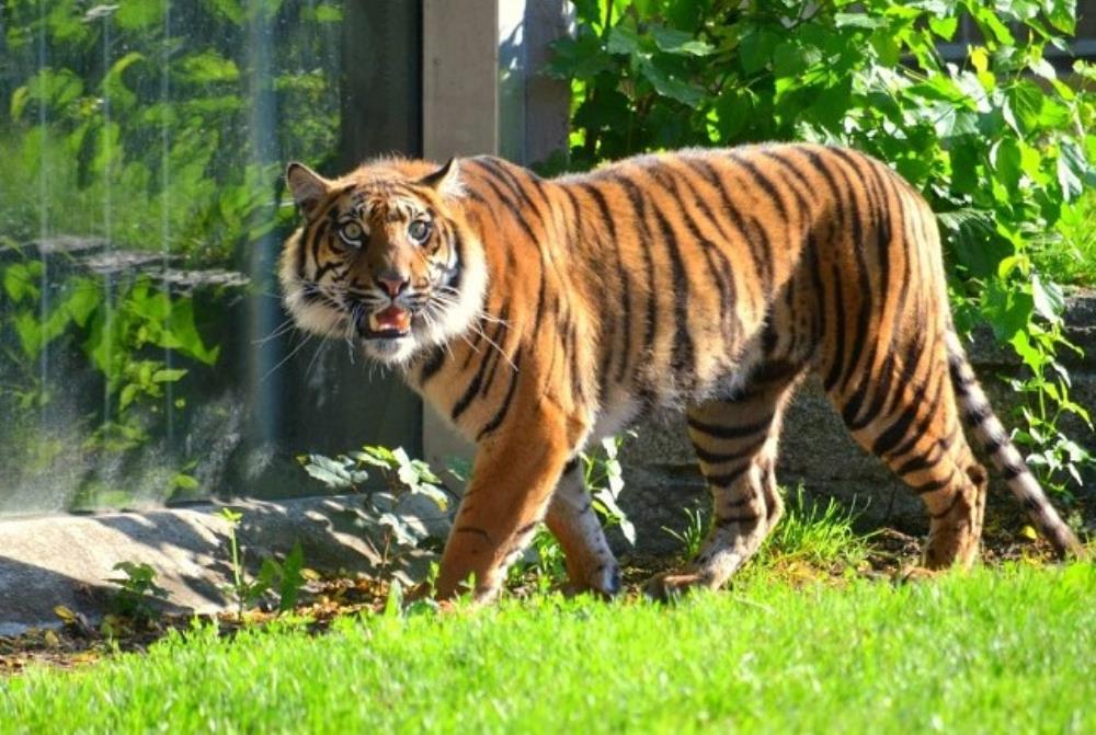 Tigar usmrtio čuvaricu u zoološkom vrtu u V. Britaniji