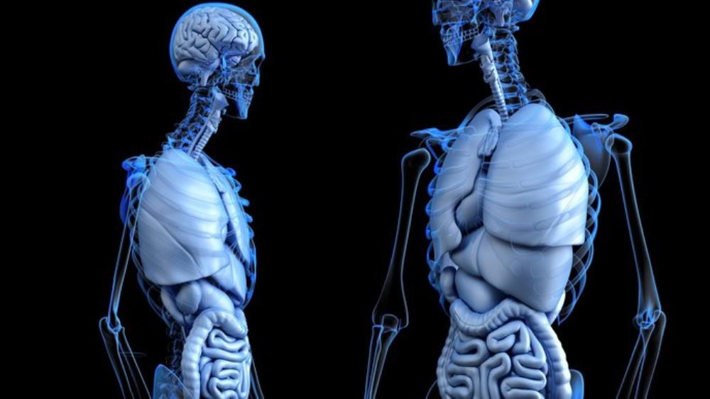 Znanstvenici otkrili nov organ u ljudskom tijelu?