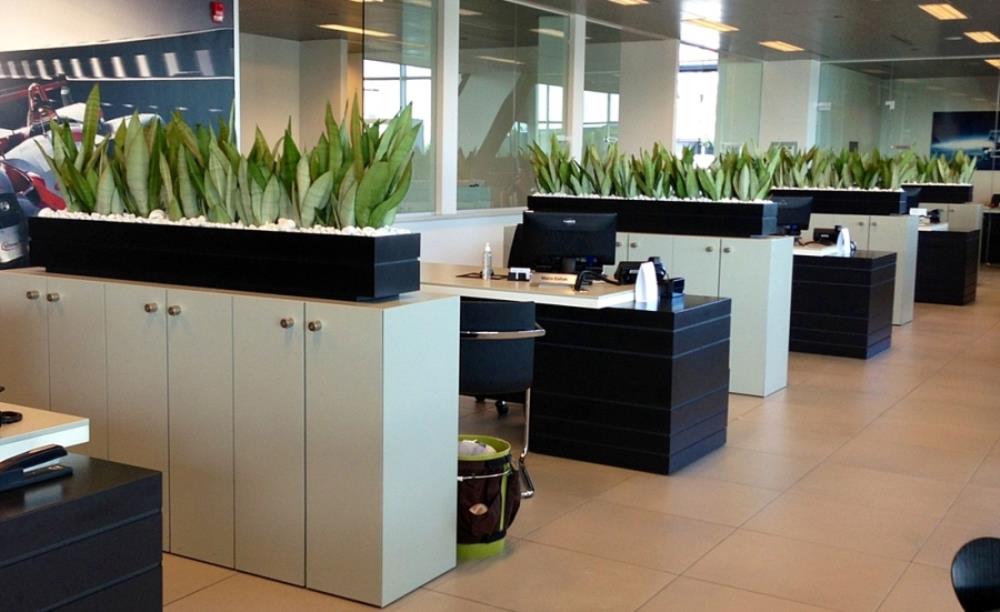 Biljke u uredu smanjuju stres i sprečavaju razvoj bolesti