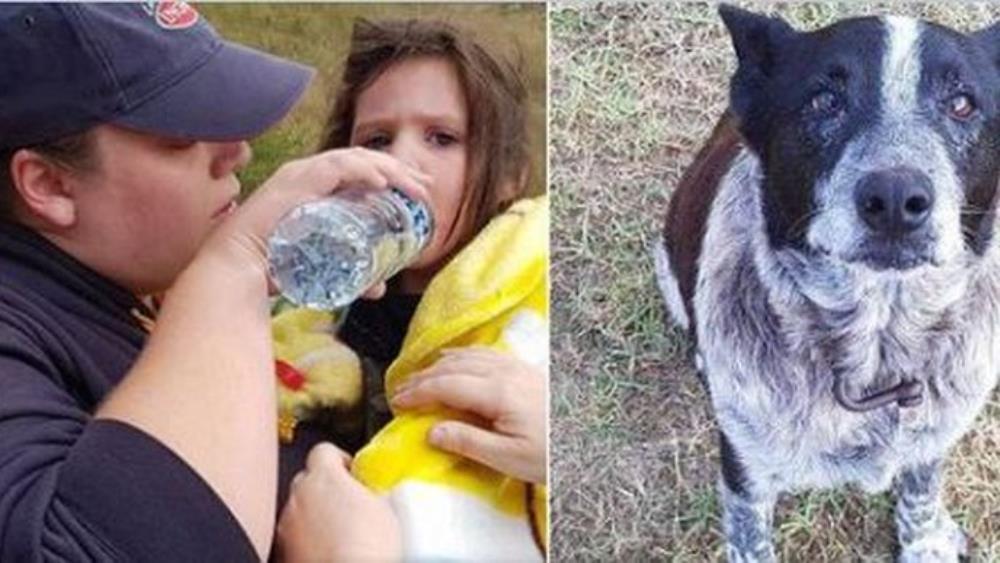 Australija: Pas čuvao djevojčicu u divljini 