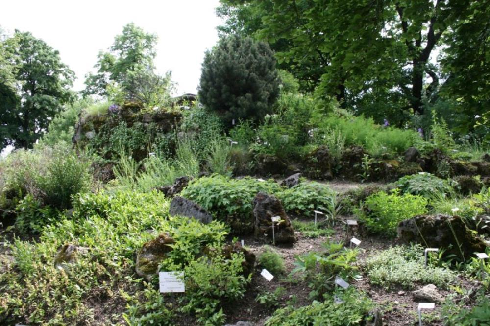 Botanički vrtovi, ključ za očuvanje ugroženih biljnih vrsta