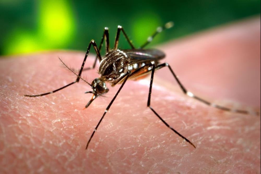 Zagreb: Osigurano 3,3 milijuna kuna za suzbijanje komaraca