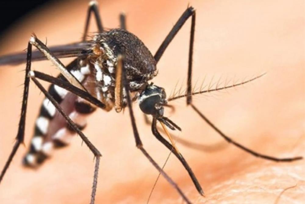 Sezona je visoke aktivnosti komaraca i groznica Zapadnog Nila