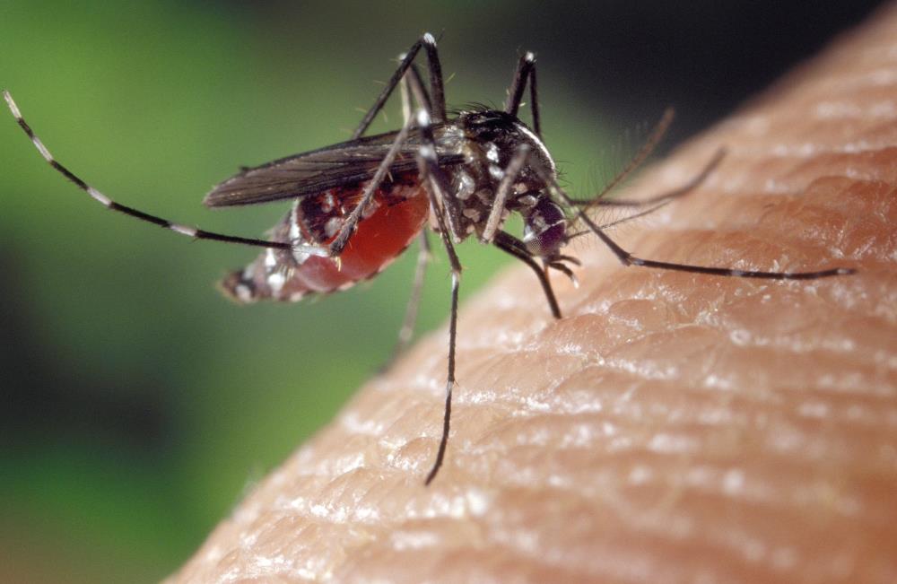 Počinje suzbijanje komaraca, za Sesvete nadležna je Sanitacija