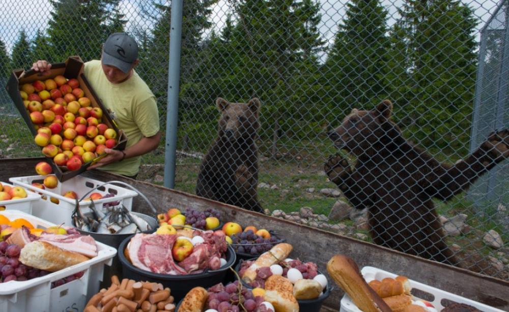 Švedska: Medvjed ubio čuvara u životinjskom parku