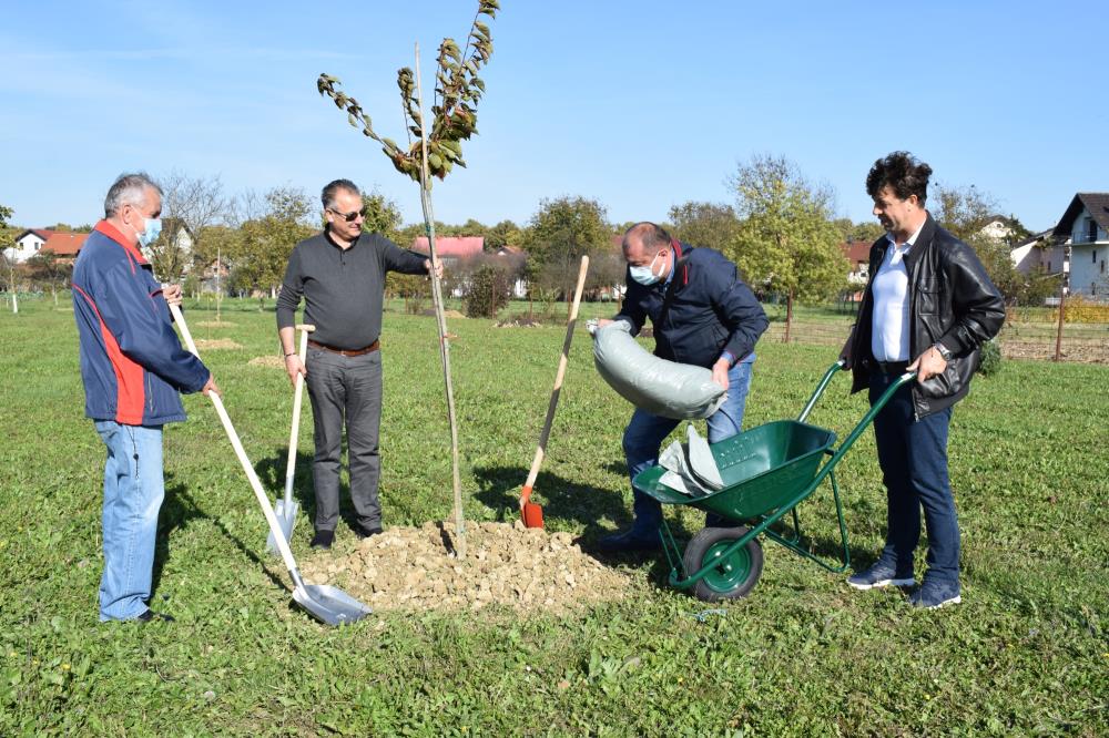 Velika akcija sadnje u Sesvetama: Već prvog dana posađeno stotinjak stabala