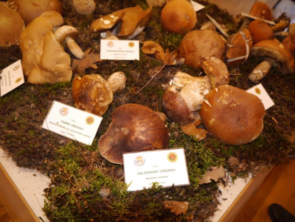 Izložba gljiva u sesvetskom muzeju
