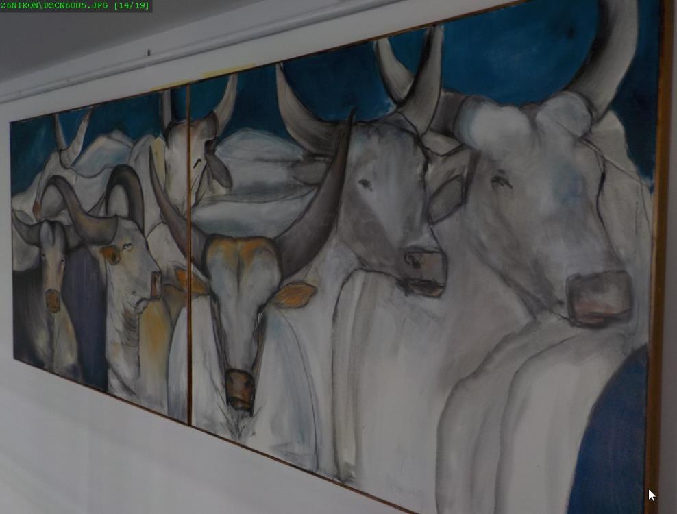 Bikovi i krave u Galeriji Oblok