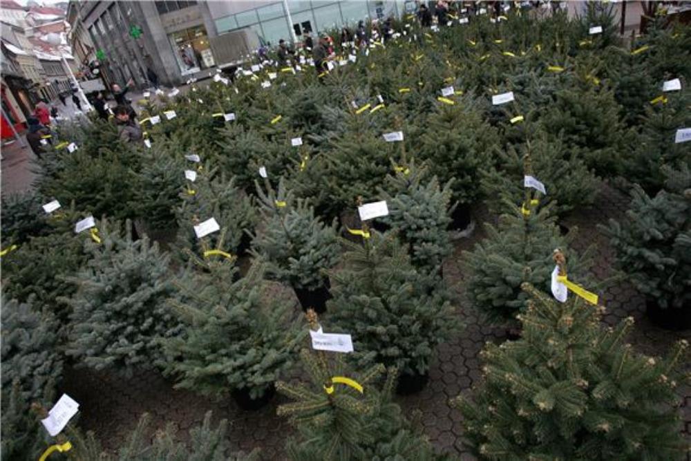 Prikupljaju se raskićena božićna drvca
