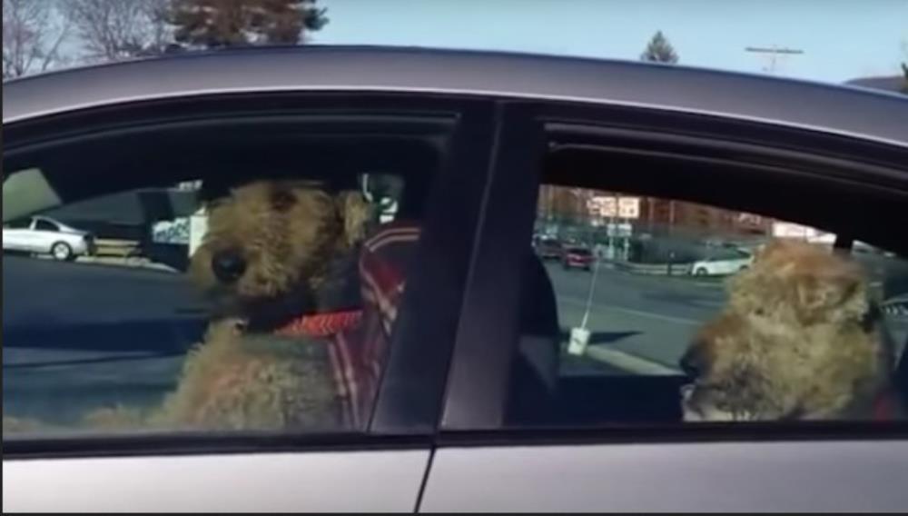 (Video) Vrućine ubijaju i pse, posebno u autima