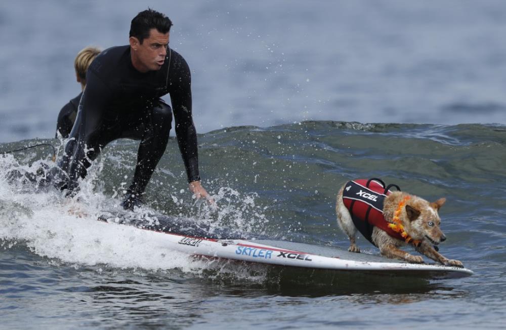 SAD: svjetsko natjecanje pasa surfera