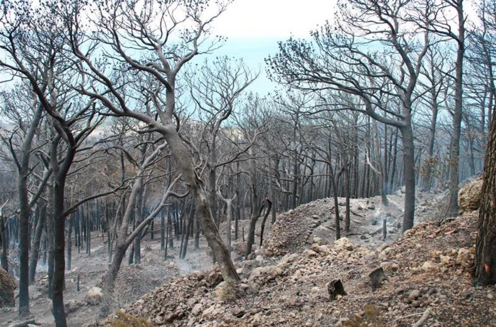 Uhićen piroman, na bujskom području upaljačem izazvao 25 požara