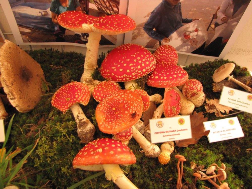 Gljivarsko društvo Sesvete poziva na izložbu gljiva