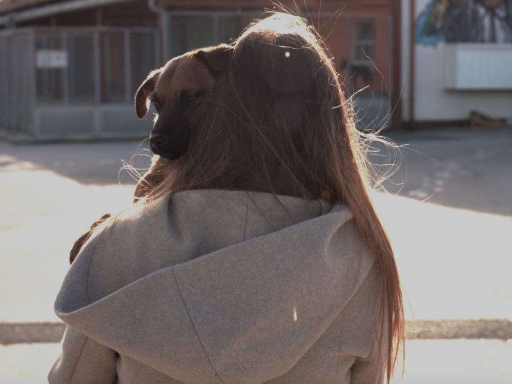 Studenti Algebre snimili spot za odgovorno udomljavanje pasa tijekom blagdana (video)