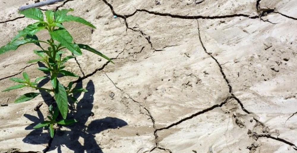 Ekstremna suša uništila jesenske kulture