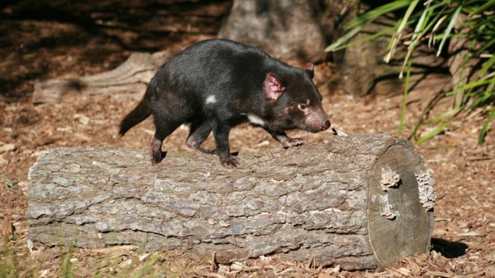 Znanstvenici pronašli zdrave primjerke tasmanskih vragova koji vraćaju nadu u opstanak vrste