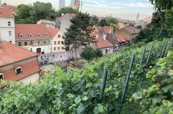 Gornjogradski vinogradi i podsljemenska pastrva