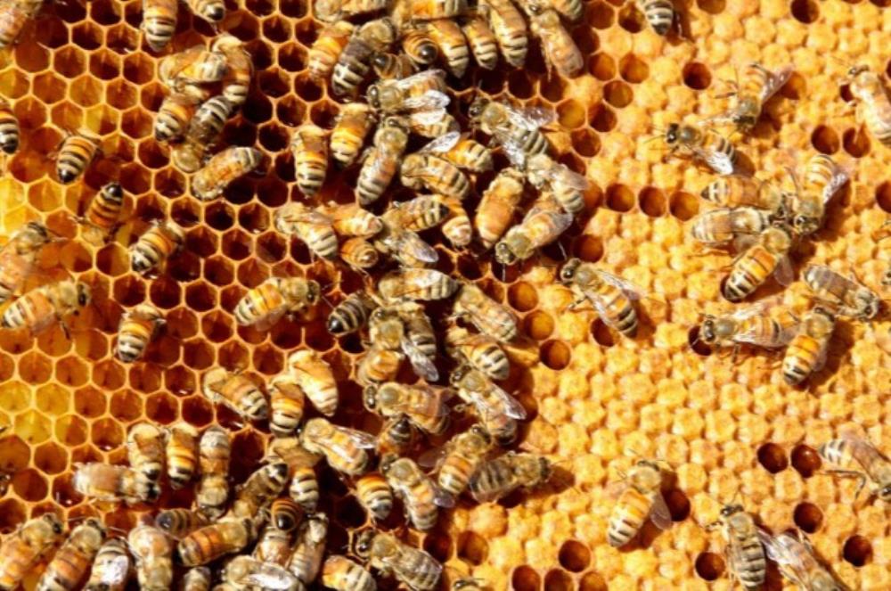 Sisački pčelari obilježili pola stoljeća Pčelarskog društva