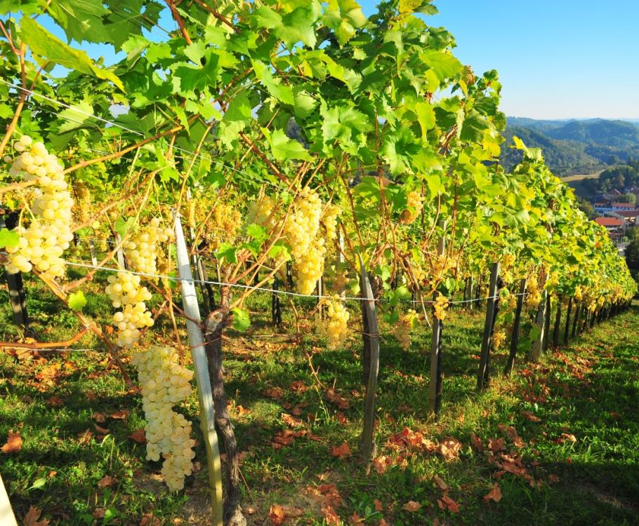 Slavonski, baranjski i srijemski vinari zajedno u promociji graševine