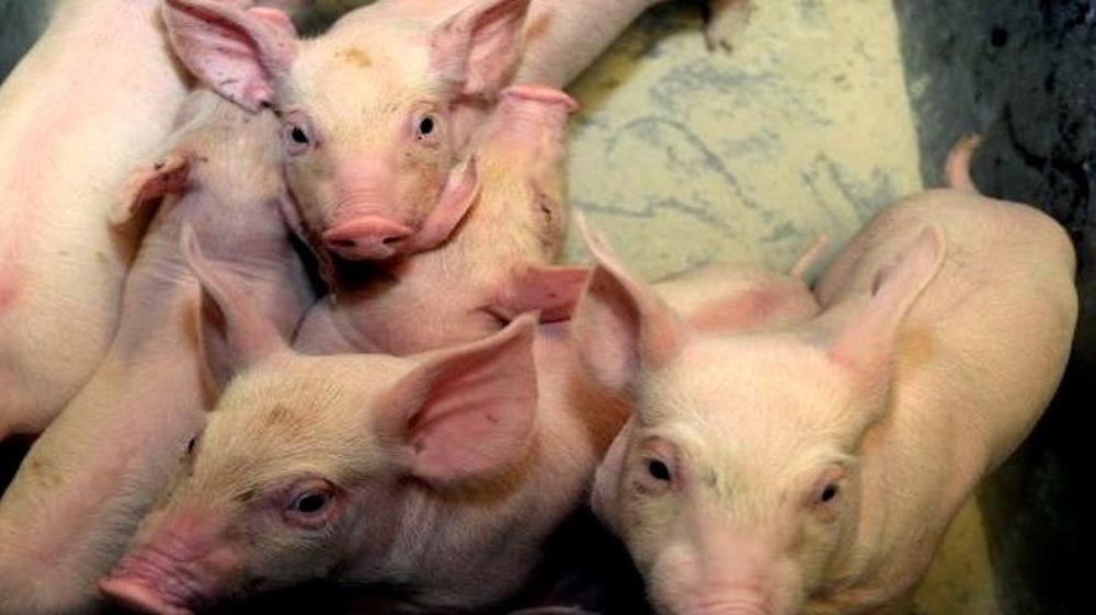 Pronađeno 195 svinja ukradenih Vajdi - gdje su ostale?