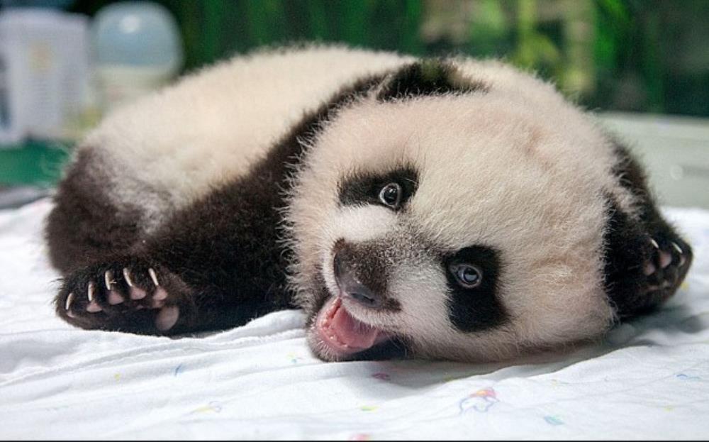 Panda u Francuskoj donijela na svijet blizance, jedan uginuo