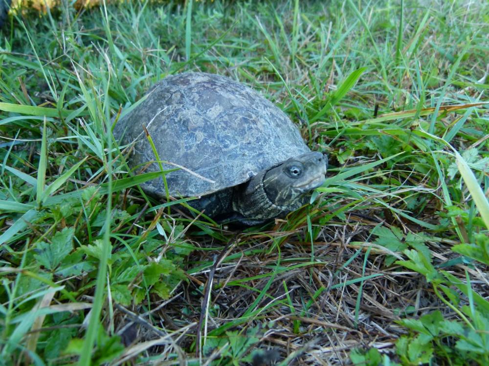 Uoči Svjetskog dana kornjača: Dan riječne kornjače građane potiče na zaštitu zavičajnih vrsta kornjača