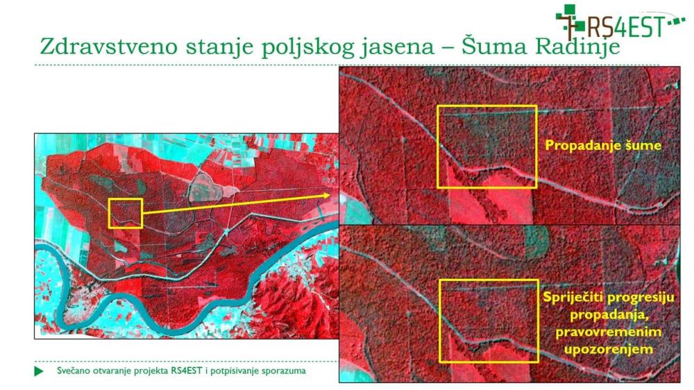Satelitskim podacima štite šume poljskog jasena od izumiranja